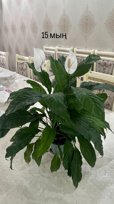 Уй гулдеры адемы гулдер