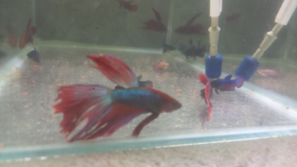 Продам рыбок  разные  красивые