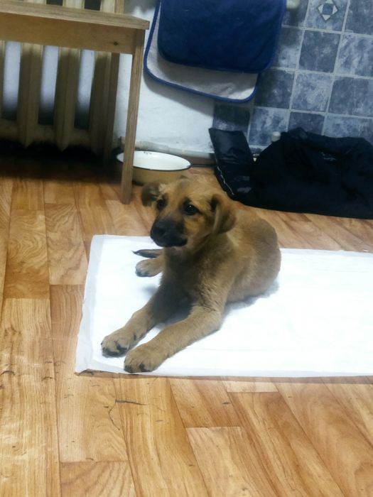 Отдается щенок, девочка