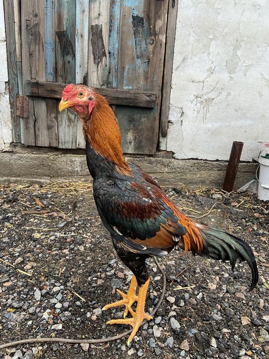 Продам дакана джужя