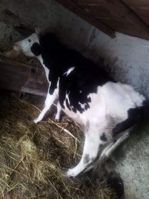 Vând vaca de lapte Holstein