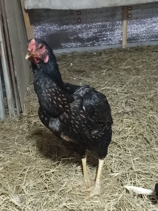 Дакан мекен кареиц китаи