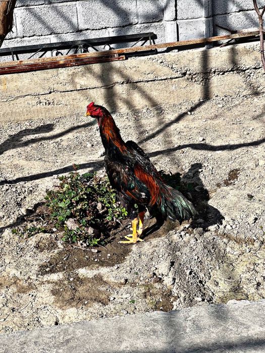 Toza korea joja sotuvda