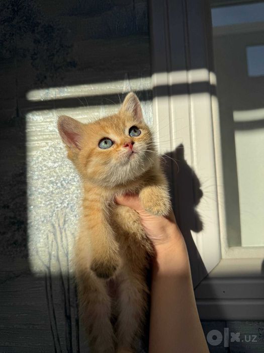 Шотландские и британские котята шиншиллы, 2 мес