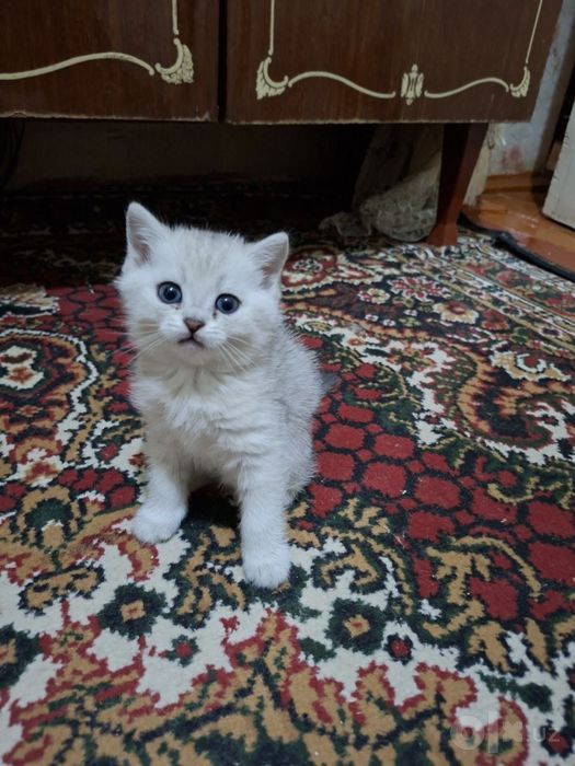 Серебристая шиншилла