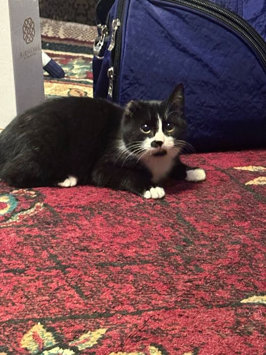 Кошка в поиске любящей семьи