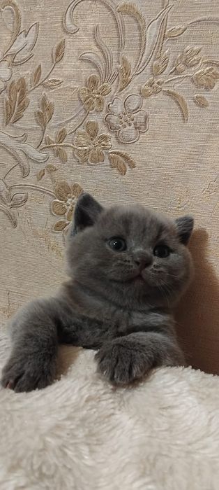 Шотландец котёнок