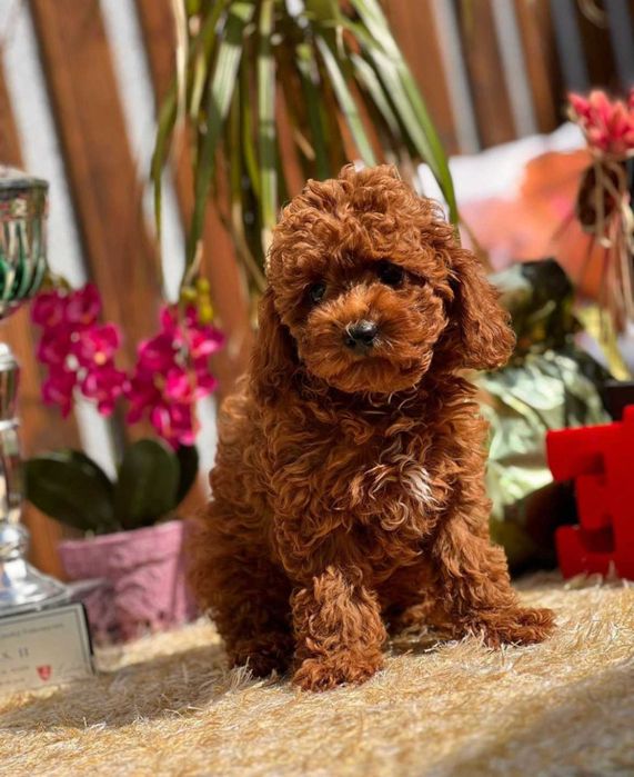 Мальтипу щенята F1 Тедди типа от элитного питомника