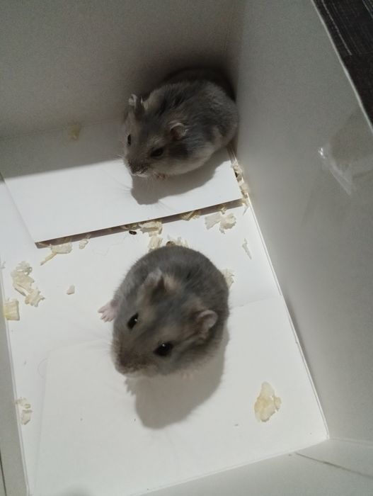 Продам 2х хомячков с клеткой.