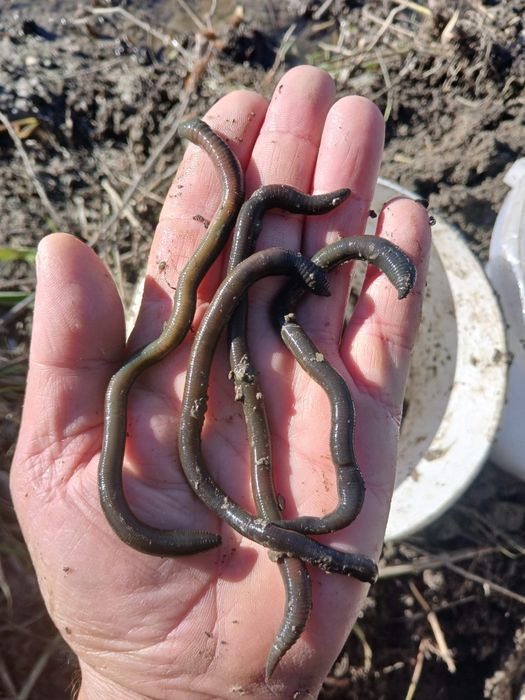 Momeală vie pentru pescuit–Râme roșii,Canadiene/Tulcea Negre,Lipitori