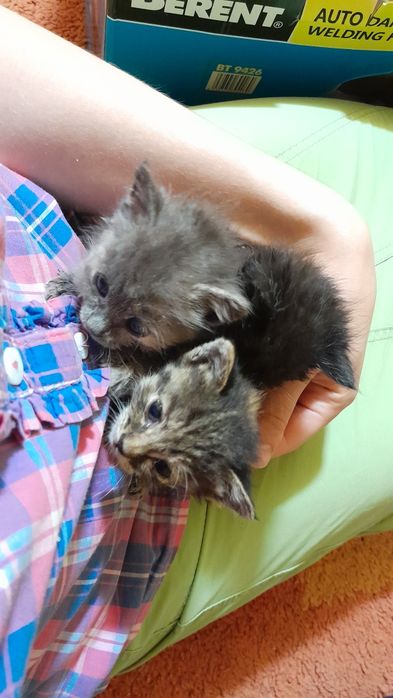 Отдам котят в добрые руки