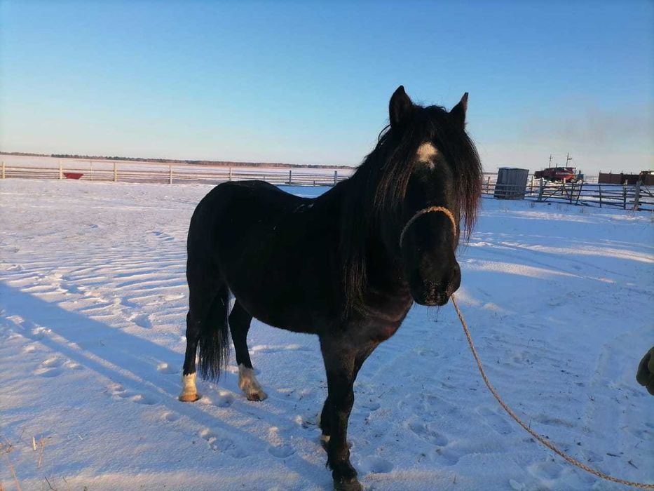 Продам действующего жеребца