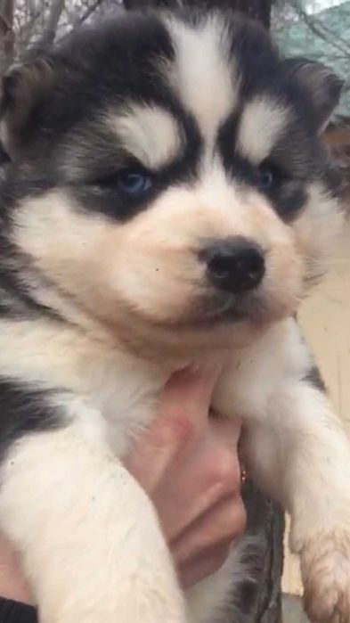 Голубоглазый мальчик хаски  из питомника