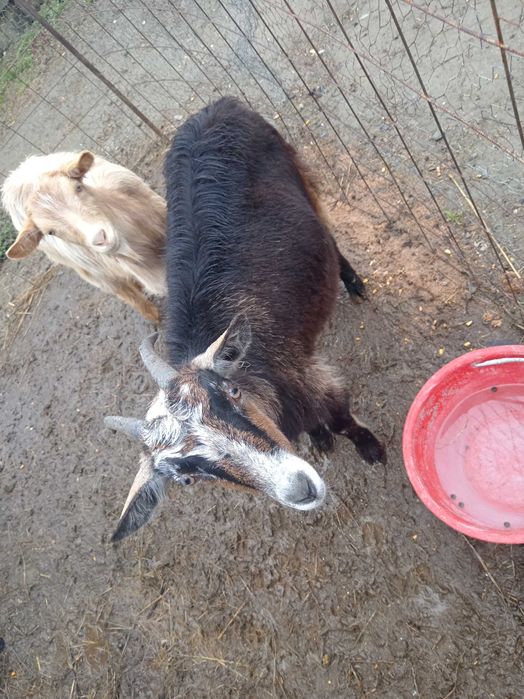 Vânzări de animale