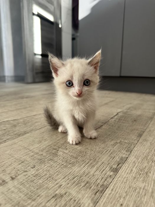 Отдам котят бесплатно