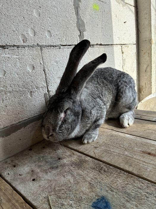 Vand femela urias german