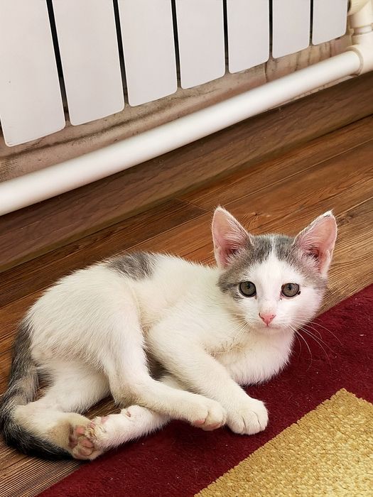 Отдам даром кота