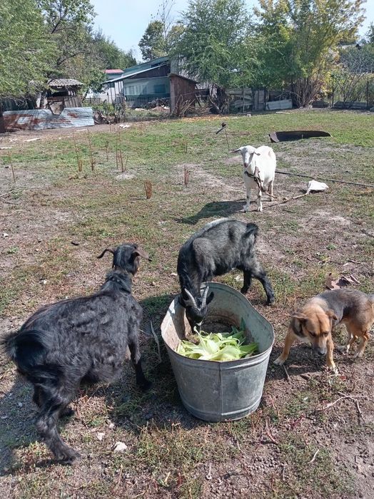 Сауылатын ешкі екі лағымен