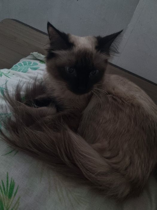 Сиамская кошка 10 месяцев