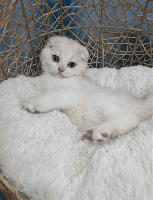 Котенок скоттиш фолд  серебристая шиншилла