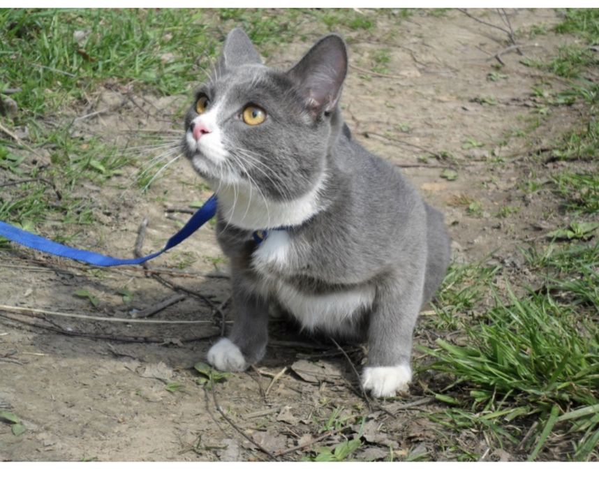 Qora erkak bilan yosh yapon ayol, erotika