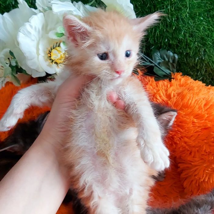 Котята МЕЙН КУНЫ. От 2х месяцев