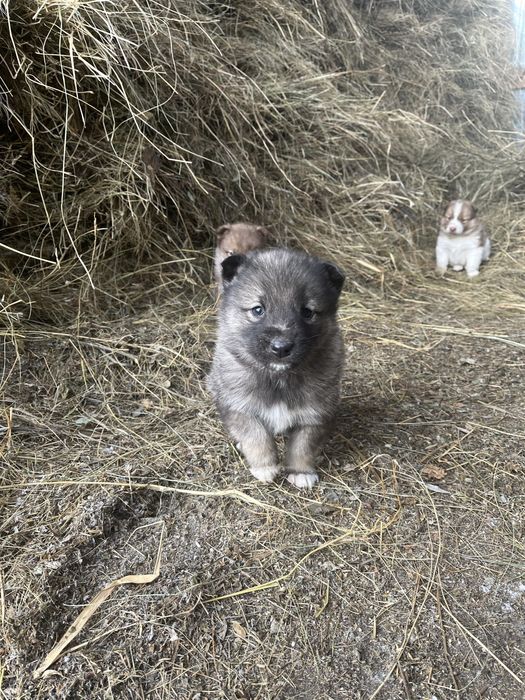 Продаю щенков хаски