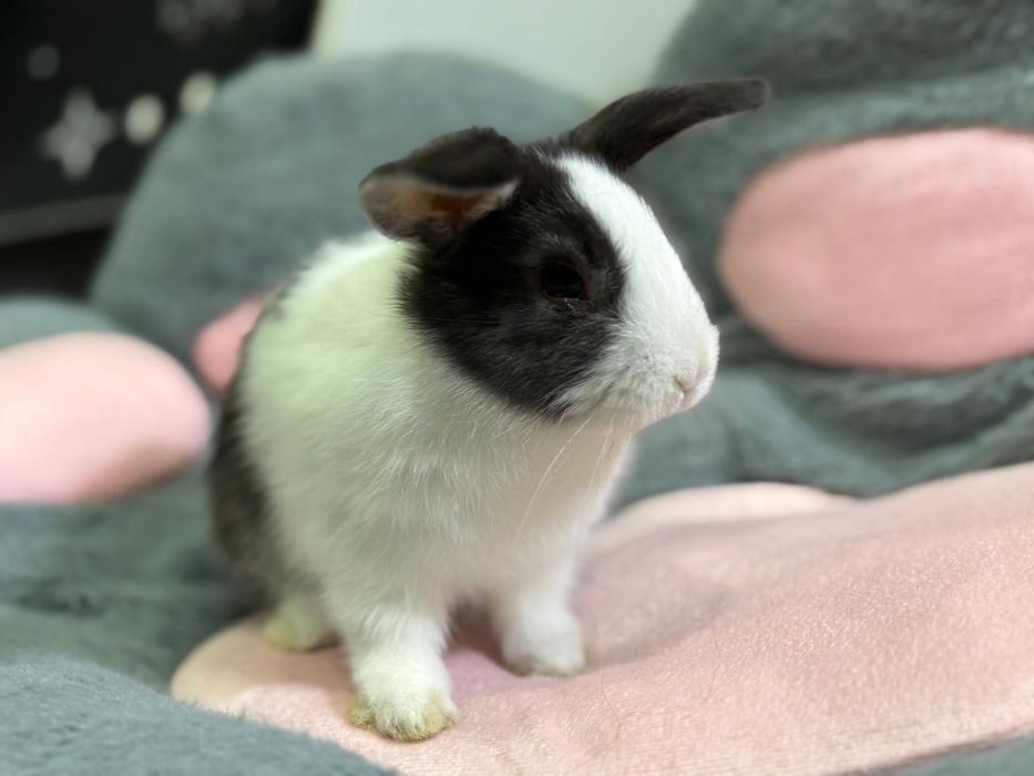 Продам декоративного кролика