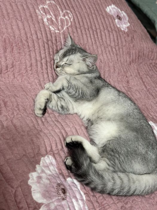 Britanskiy shinshilla