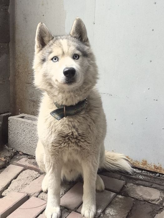 Молодой пёс Хаски ищет дом