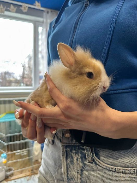 Малки декоративни зайчета