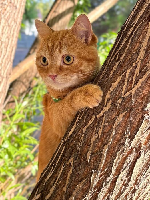 Отдам кота в любящую семью