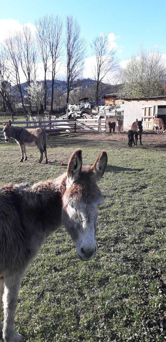 Lapte magarita 100 lei litrul