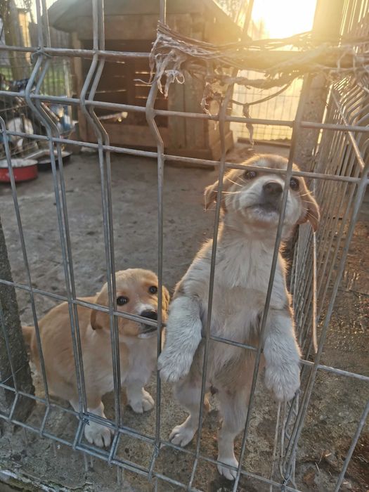 Cățeluși 2-3 luni spre adopție