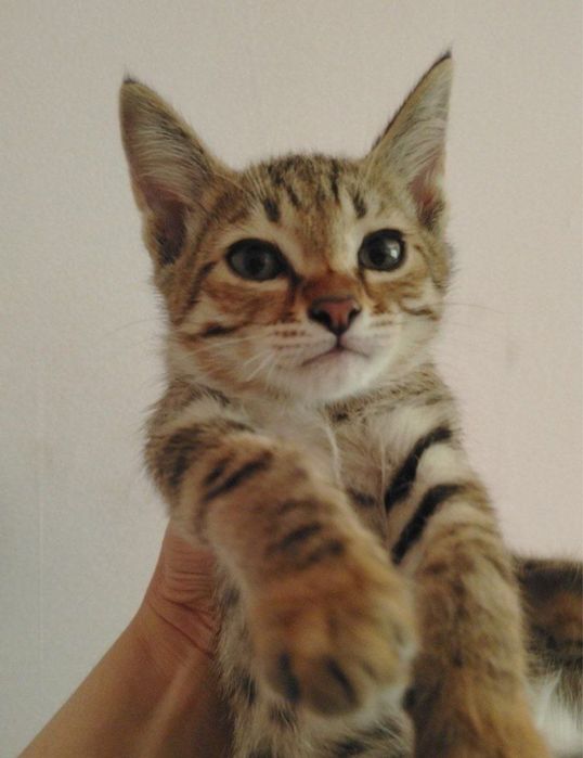 Котятам нужна семья!
