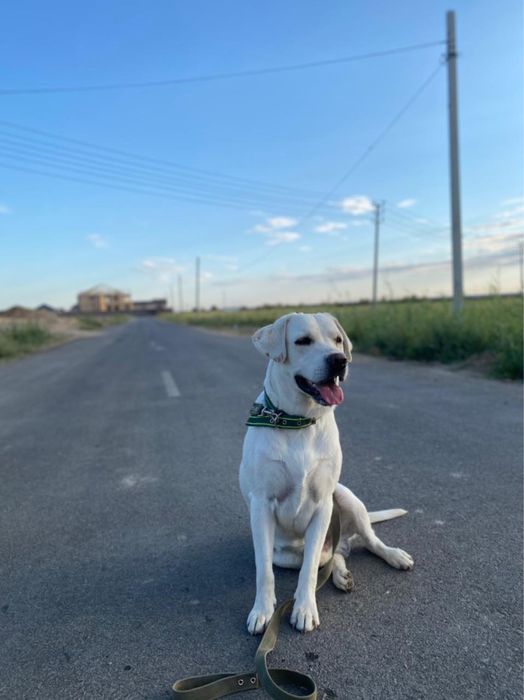 Вязка собак, порода: Лабрадор