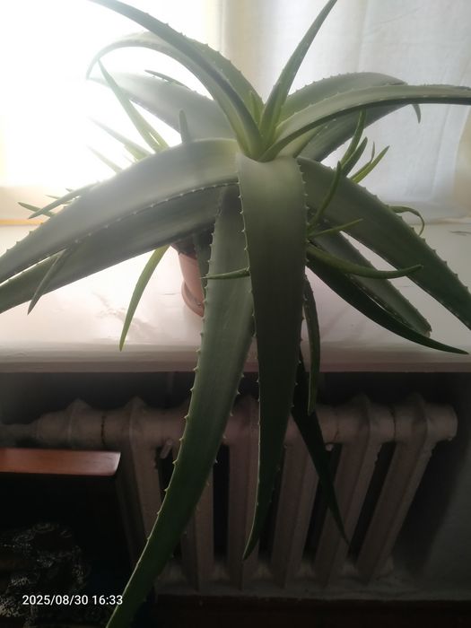 Алое вера продам