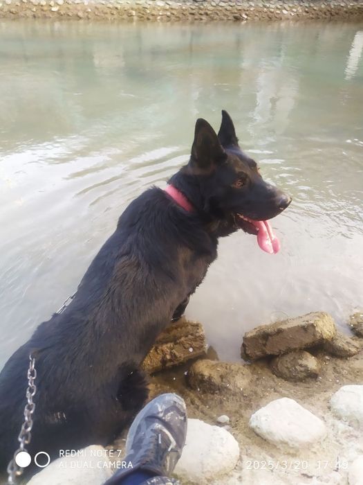 Sabaka nemetskiy avcarka