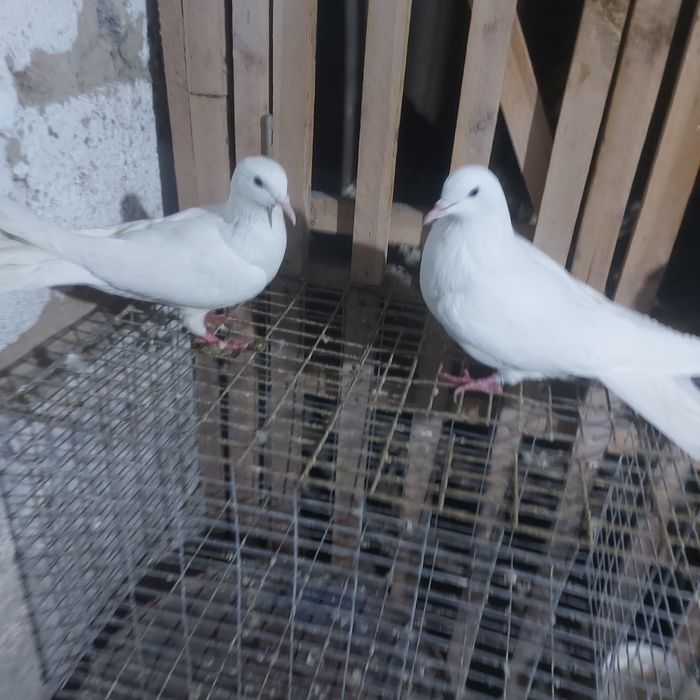 Бели Иран пара лет с игрой