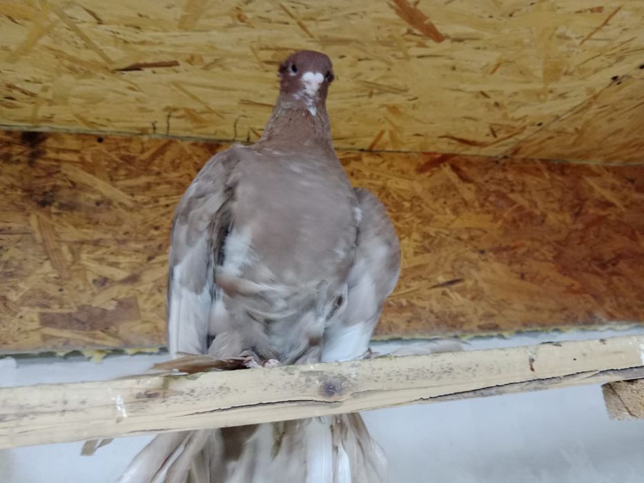 Продам   голубя