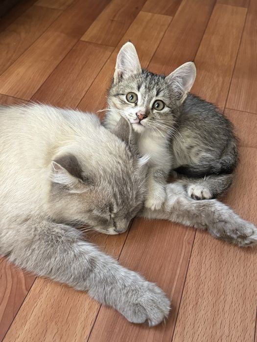 Котёнки в добрые руки