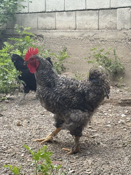 Продам молодые петухи