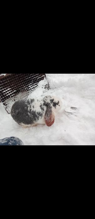 Срочно продам породистых кроликов