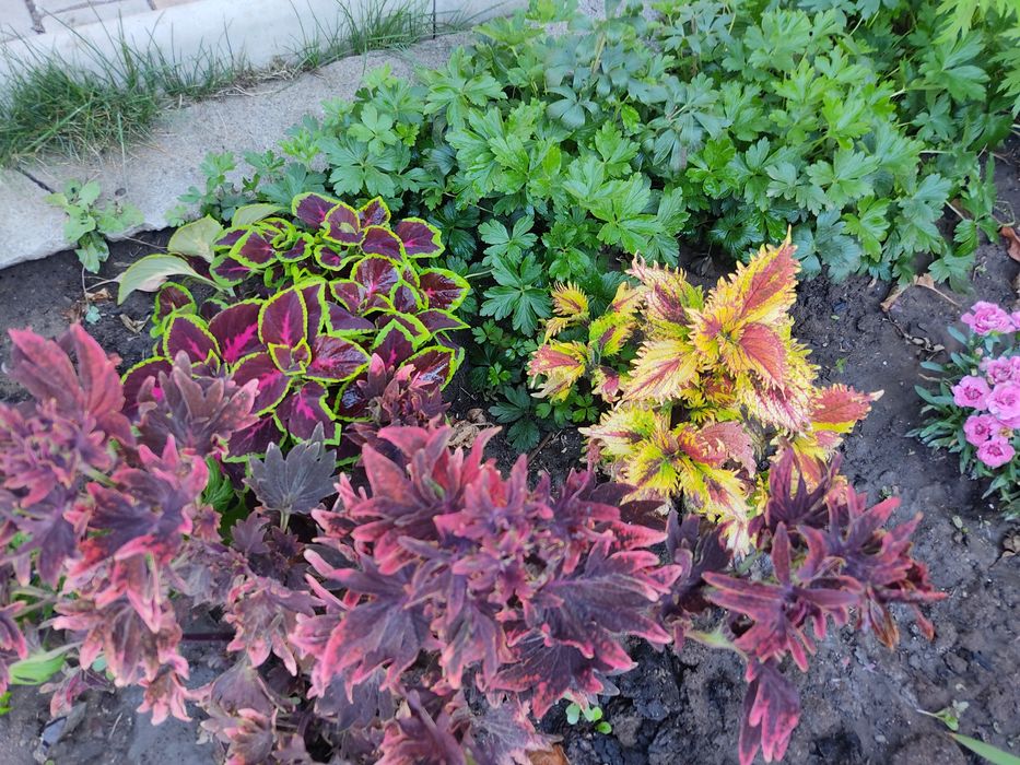 Цветы прекрасные Колеусы