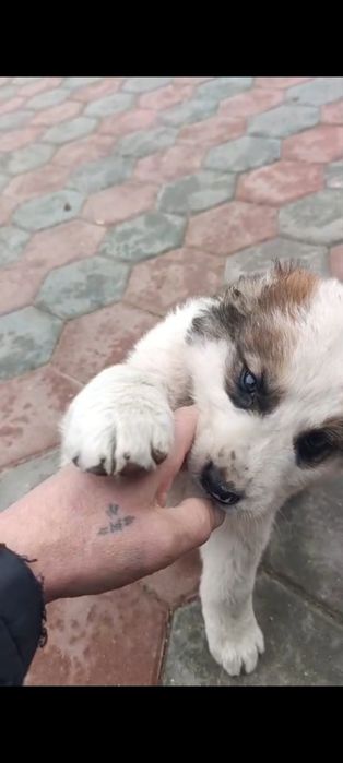 Щенков Алабая, привитые.