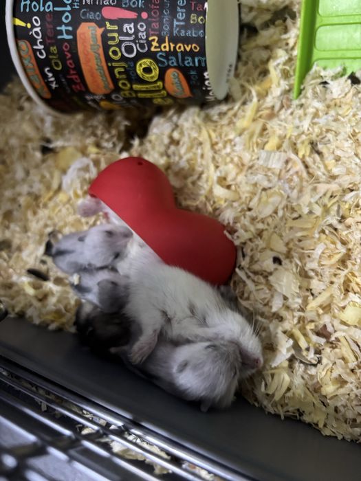 Donez hamsteri pitici