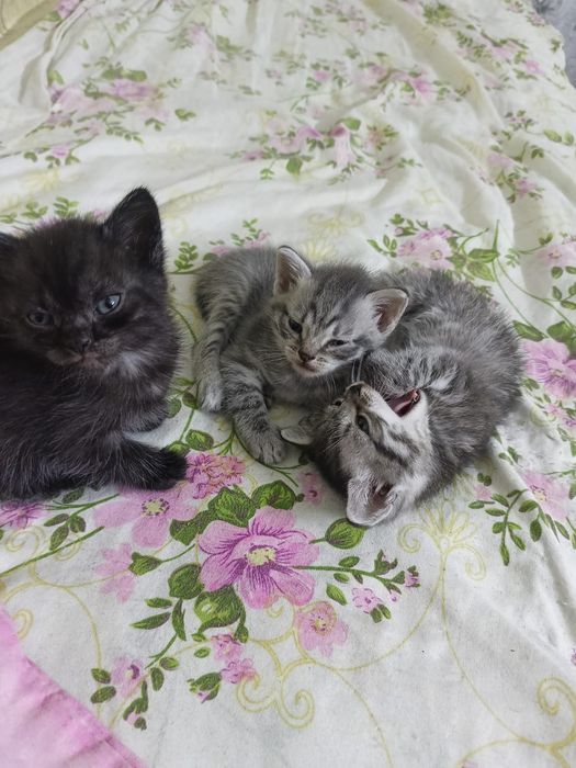 Отдам 2 котят бесплатно