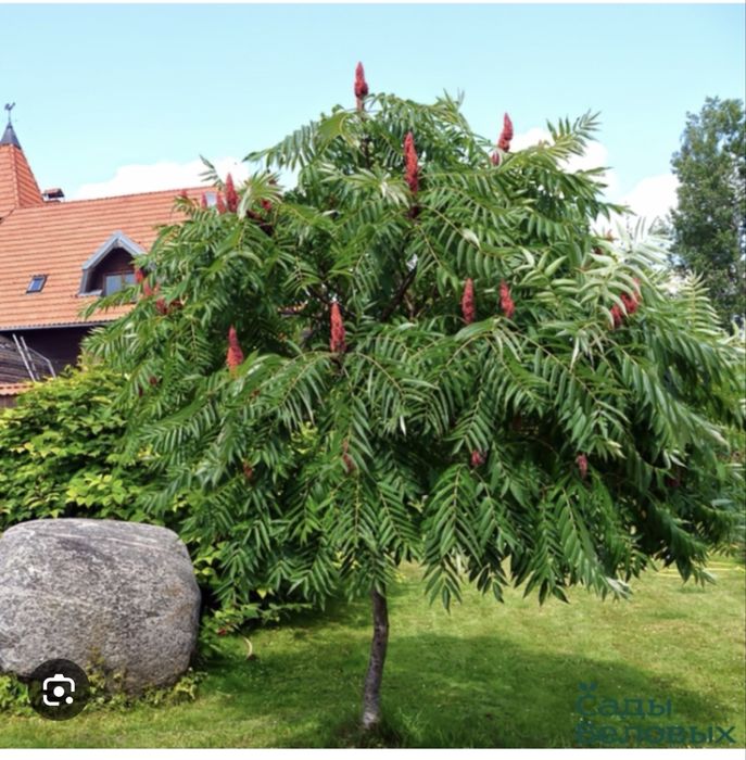 Сумах оленерогий