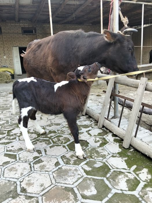 Швед зотли она бола сотилади