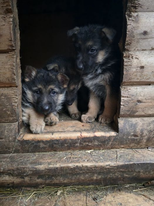 Продам щенков немецкой овчарки